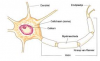 afb. motorische neuron 2