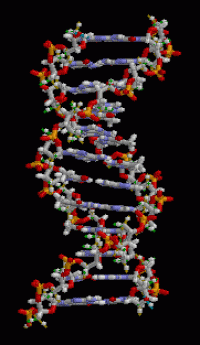 afb. DNA 1