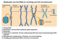 afb. DNA 11