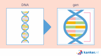 afb. DNA 2