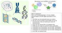 afb. DNA 22