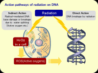 afb. DNA 4