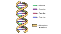 afb. DNA 5