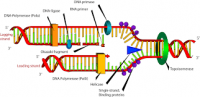 afb. DNA 8