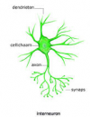 afb. motorisch neuron 1