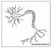 afb. motorische neuron 3