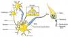 afb. sensibele neuronen 2