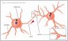 afb. synapsen 3