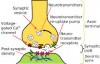 afb. synapsen 4