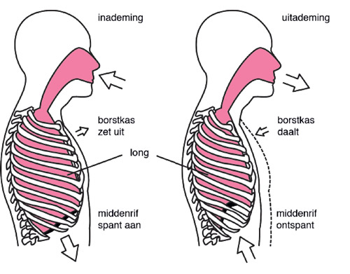 Afbeelding in en uitademhalen borstkast