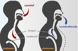 ademhaling zuurstof en kooldioxide uitleg hyperventilatie