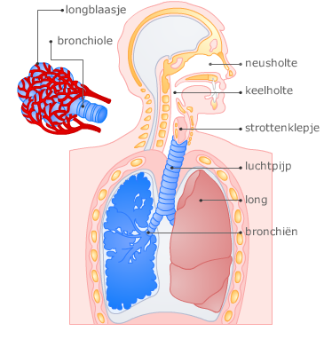 ademhalingstelsel